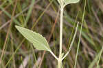 Semaphore thoroughwort